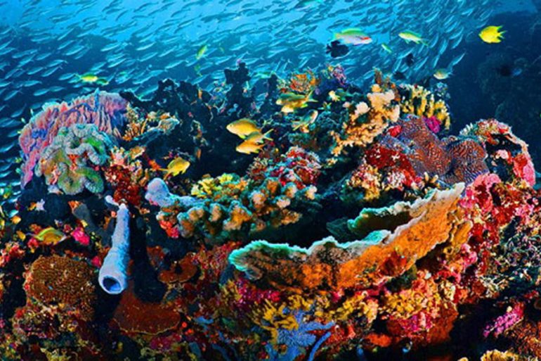 Diving in Labuan Bajo