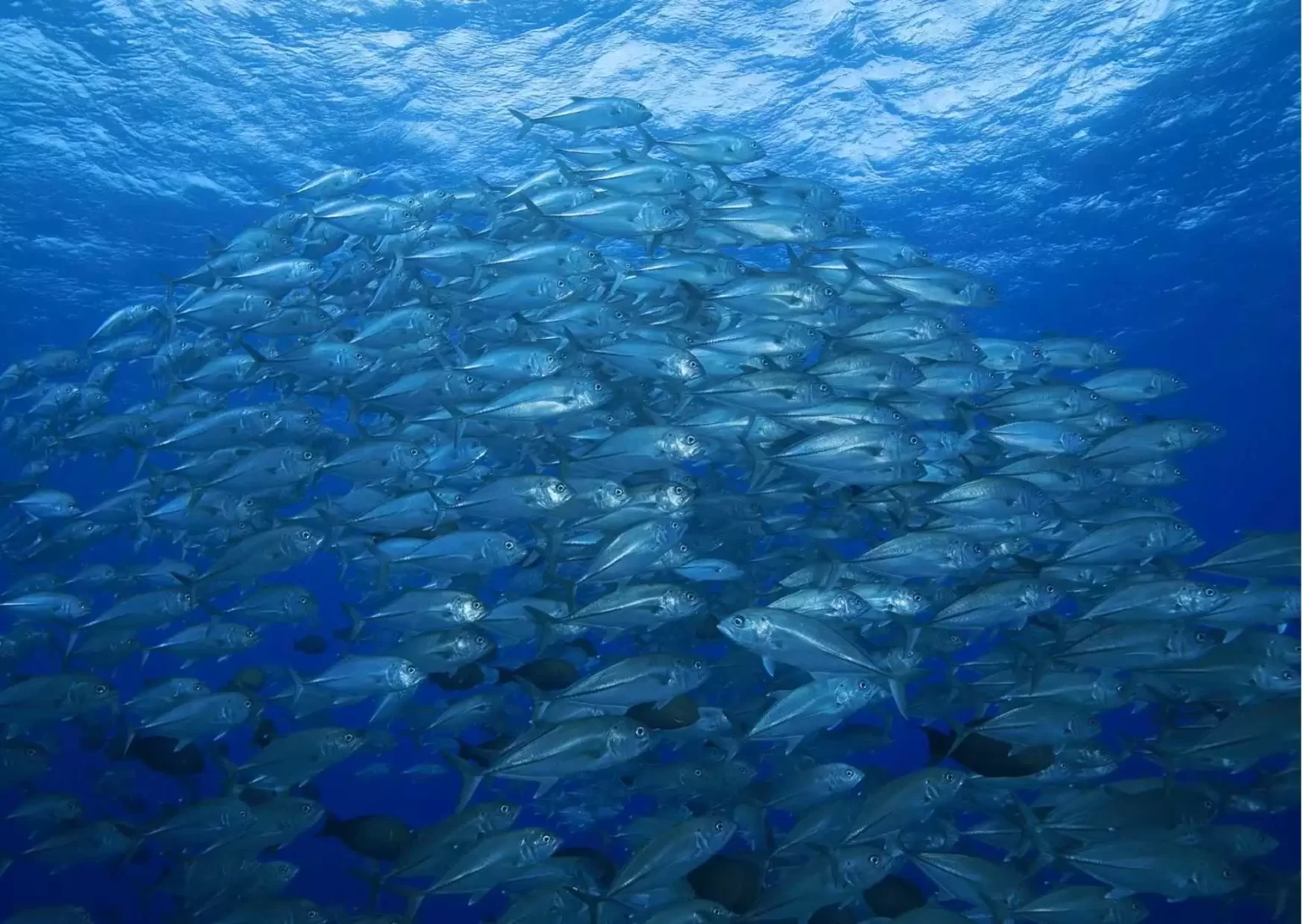 Scuba diving in komodo