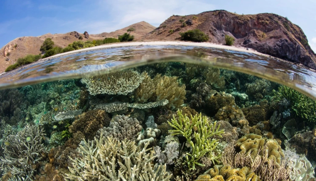 diving at komodo island