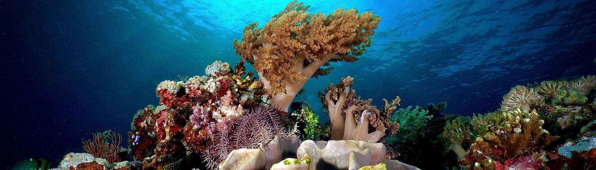 scuba diving komodo