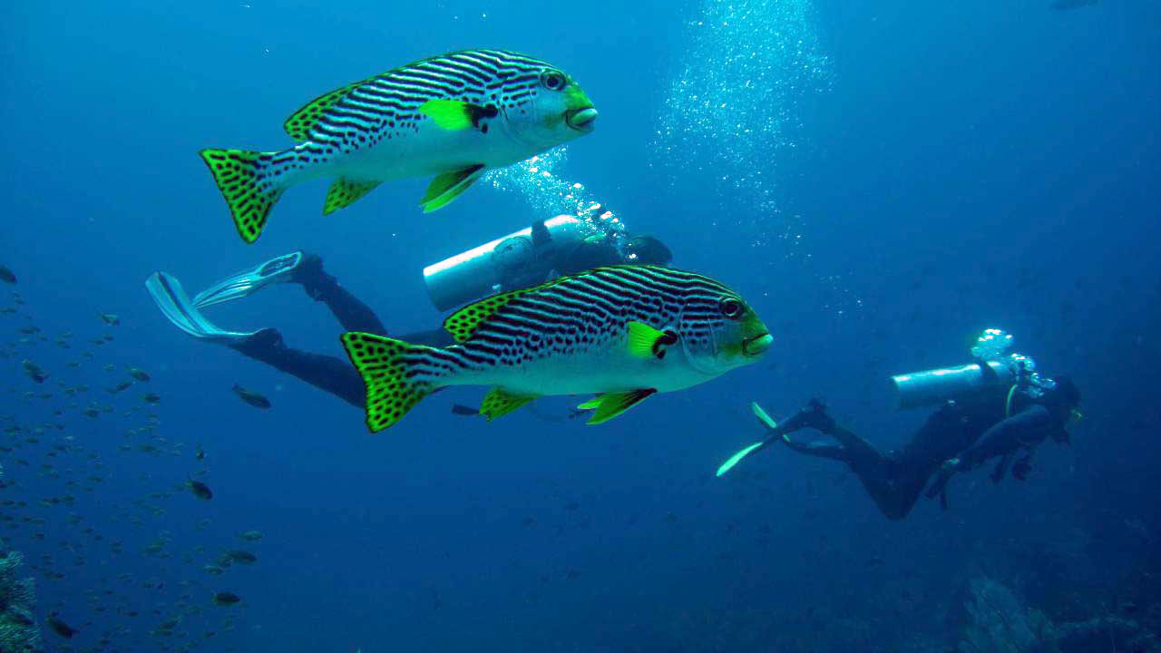 scuba diving in komodo island