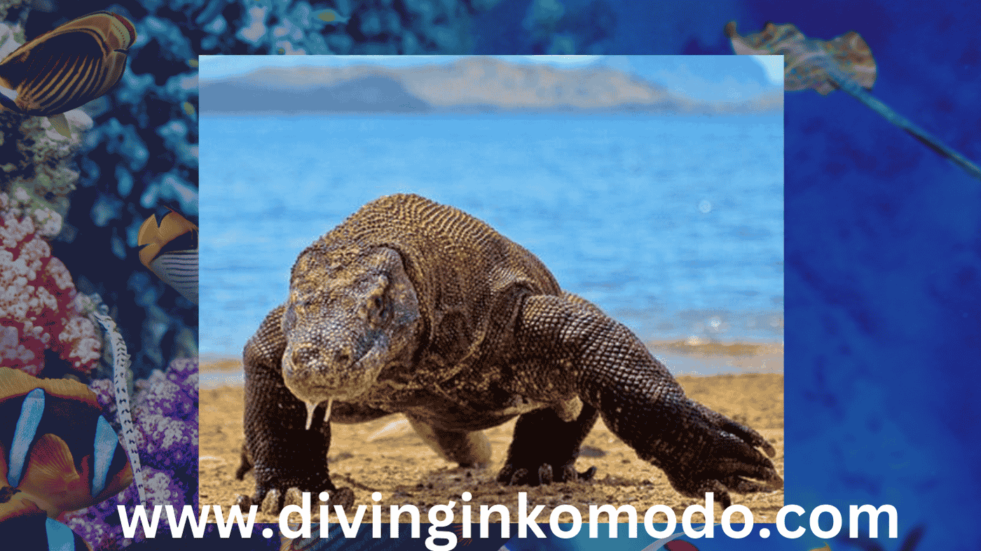 tour komodo island