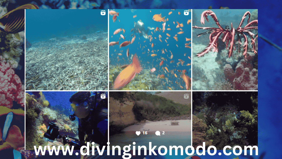 pics of komodo national park