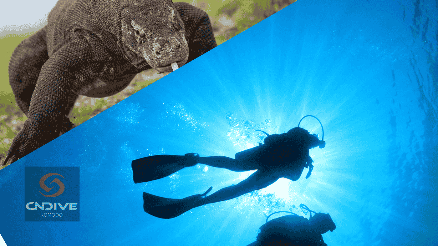 best time to dive at komodo