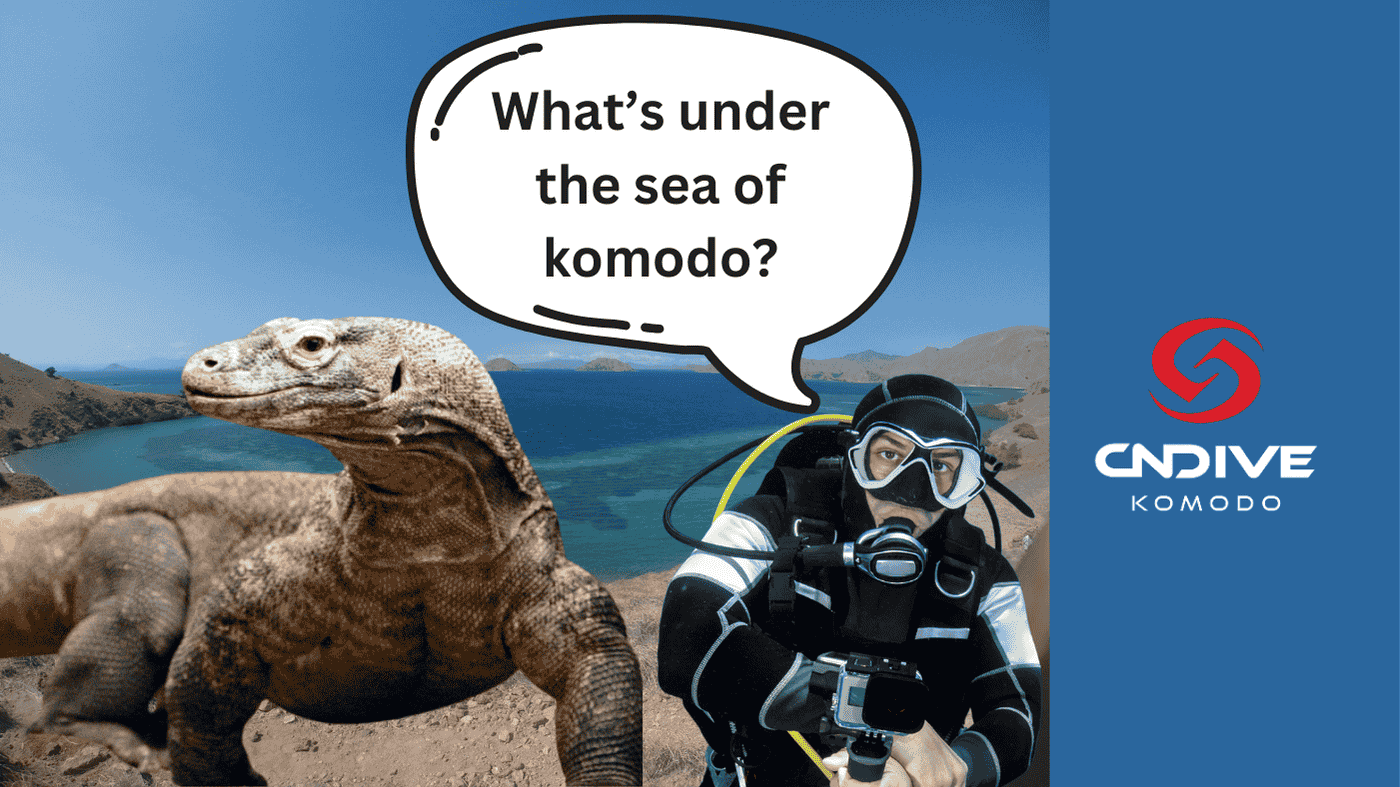 dive komodo